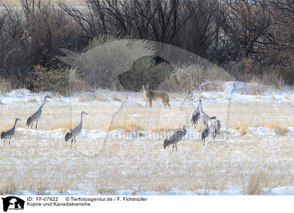 Kojote und Kanadakraniche / coyote and sandhill cranes / FF-07822