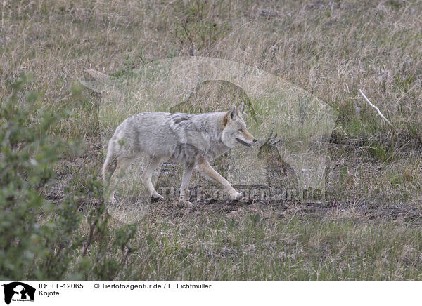 Kojote / Coyote / FF-12065