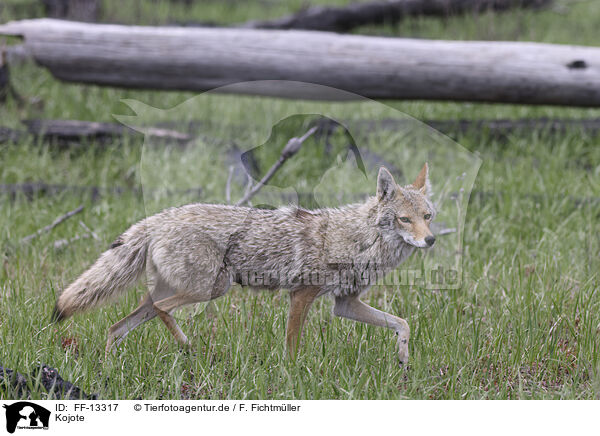 Kojote / coyote / FF-13317