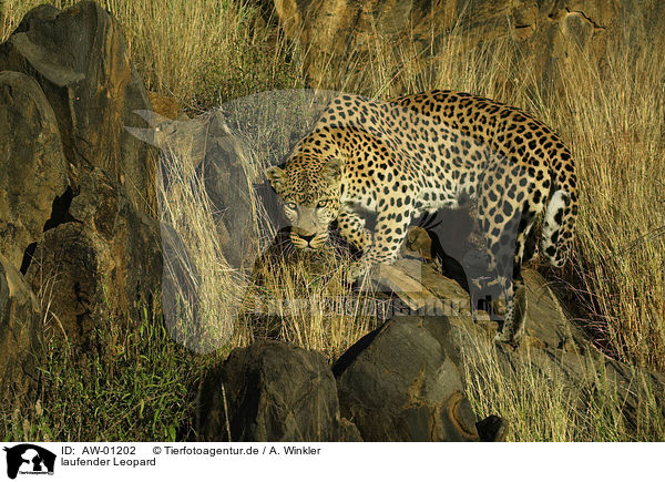 laufender Leopard / walking leopard / AW-01202