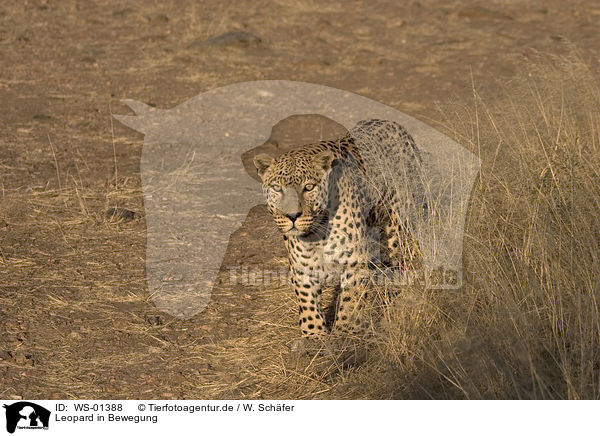 Leopard in Bewegung / leopard in action / WS-01388