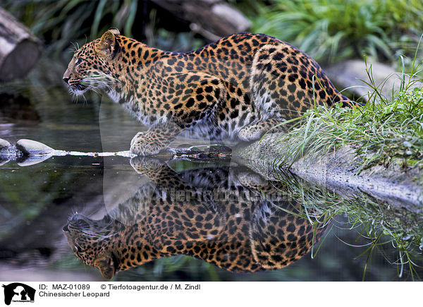 Chinesischer Leopard / chinese leopard / MAZ-01089