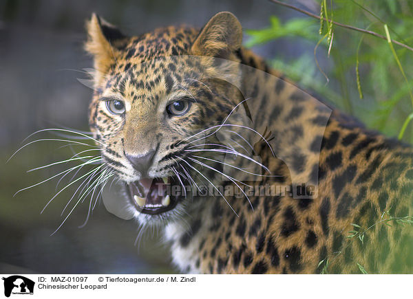 Chinesischer Leopard / chinese leopard / MAZ-01097