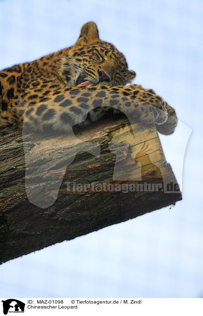 Chinesischer Leopard / chinese leopard / MAZ-01098