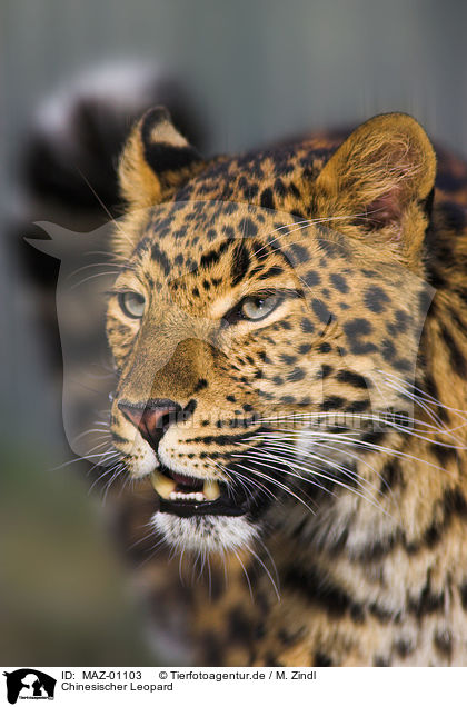 Chinesischer Leopard / chinese leopard / MAZ-01103