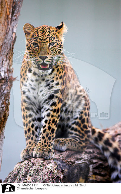 Chinesischer Leopard / chinese leopard / MAZ-01111