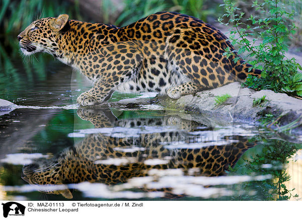 Chinesischer Leopard / chinese leopard / MAZ-01113