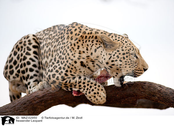 fressender Leopard / eating leopard / MAZ-02950