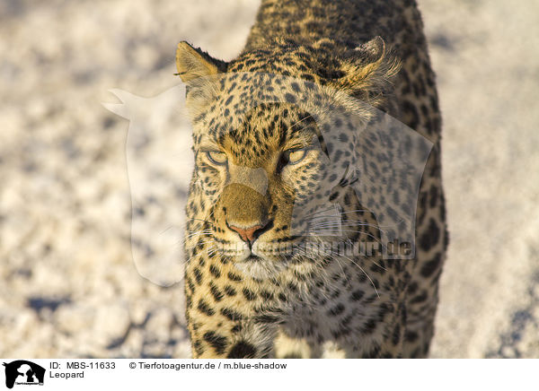 Leopard / Leopard / MBS-11633