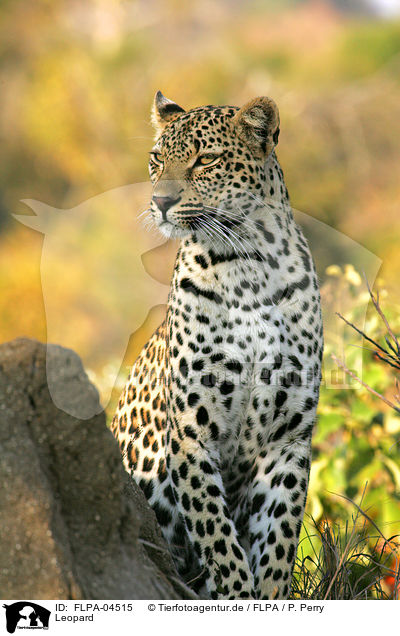 Leopard / Leopard / FLPA-04515