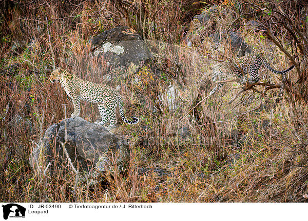 Leopard / Leopard / JR-03490