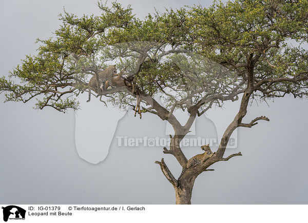 Leopard mit Beute / Leopard with prey / IG-01379