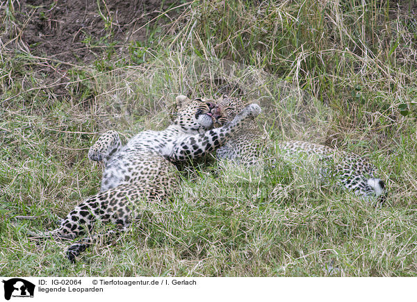 liegende Leoparden / lying Leopards / IG-02064