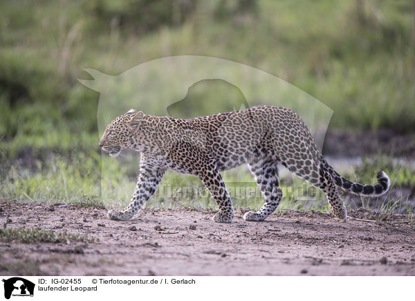 laufender Leopard / walking Leopard / IG-02455