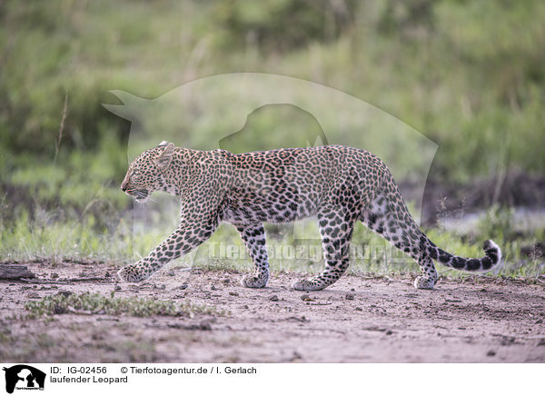 laufender Leopard / walking Leopard / IG-02456