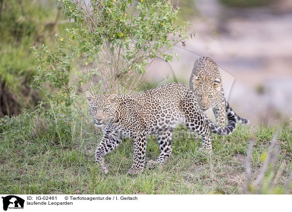 laufende Leoparden / walking Leopards / IG-02461