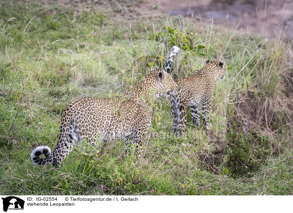 stehende Leoparden / standing Leopards / IG-02554