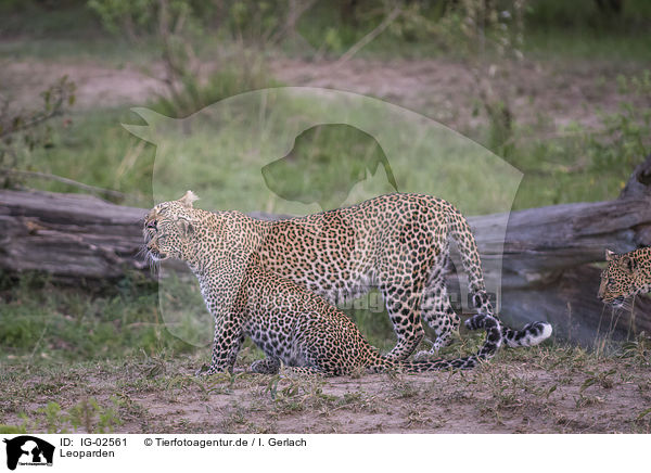 Leoparden / Leopards / IG-02561