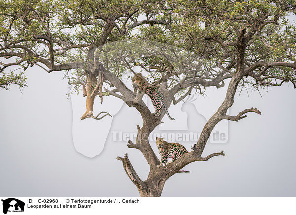 Leoparden auf einem Baum / Leopards on a tree / IG-02968