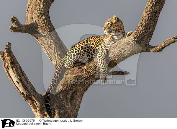 Leopard auf einem Baum / Leopard on a tree / IG-02975