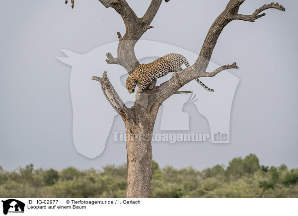 Leopard auf einem Baum / Leopard on a tree / IG-02977
