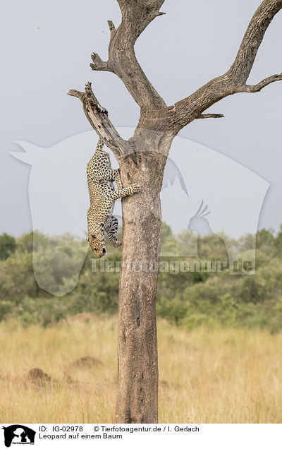 Leopard auf einem Baum / Leopard on a tree / IG-02978