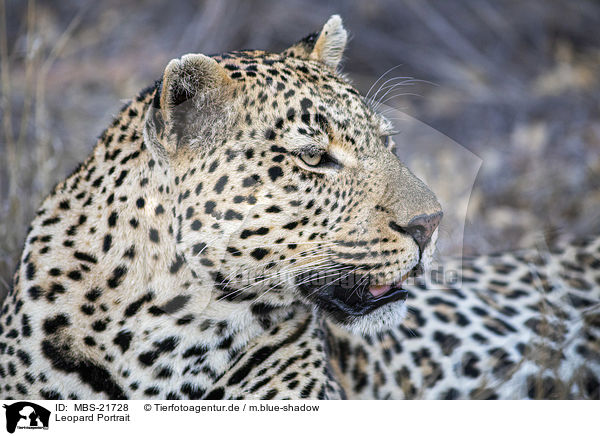 Leopard Portrait / Leopard portrait / MBS-21728