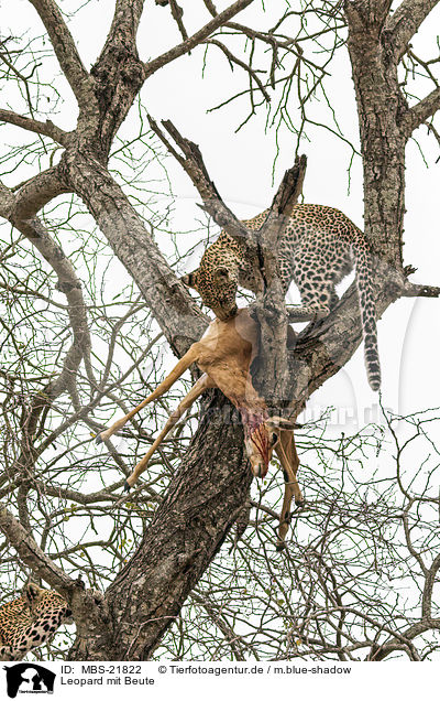 Leopard mit Beute / Leopard with prey / MBS-21822