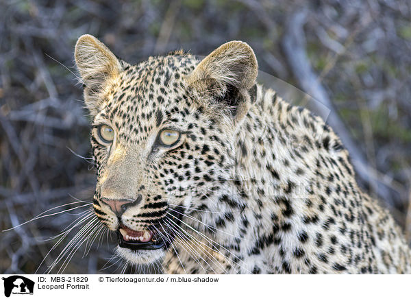 Leopard Portrait / Leopard portrait / MBS-21829