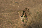 Leopard in Bewegung