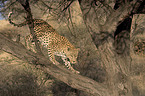 Leopard auf eienem Baum