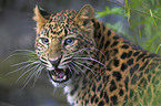 Chinesischer Leopard