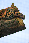 Chinesischer Leopard