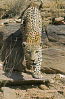 gehender Leopard
