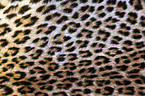 Leopard Fell