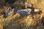Leopard wlzt sich
