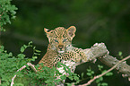 junger Leopard
