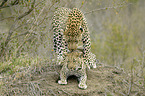 Leoparden