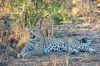 Sdafrikanischer Leopard