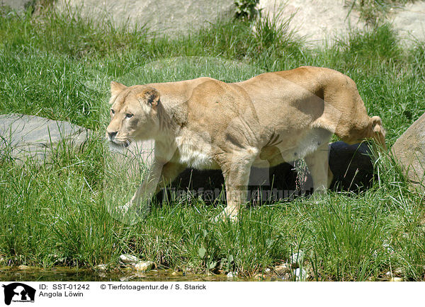 Angola Lwin / lioness / SST-01242