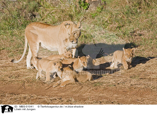 Lwin mit Jungen / lioness with cub / MBS-01041