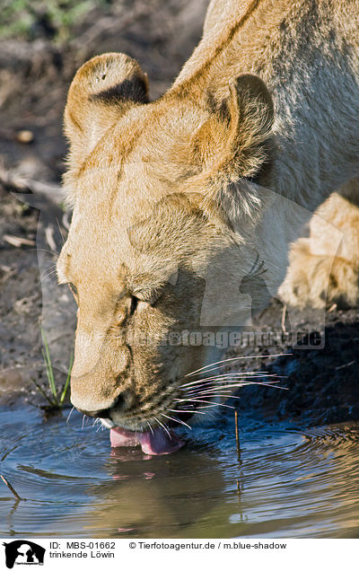 trinkende Lwin / drinking lioness / MBS-01662