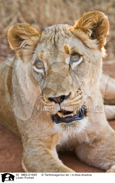 Lwin Portrait / lioness portrait / MBS-01685