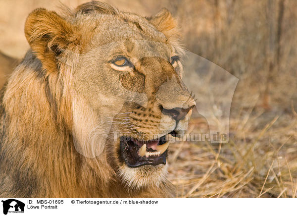 Lwe Portrait / lion portrait / MBS-01695