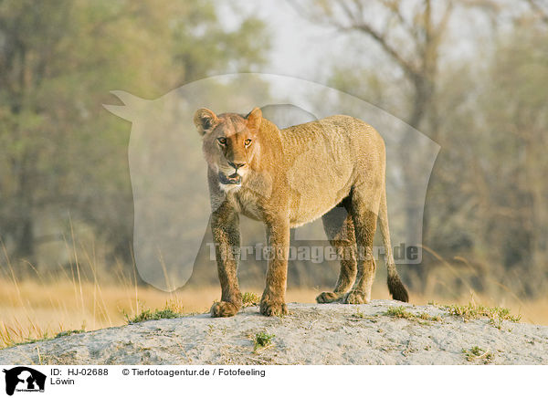 Lwin / lioness / HJ-02688