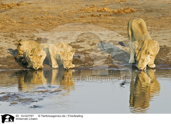 trinkende Lwen / drinking lions / HJ-02767