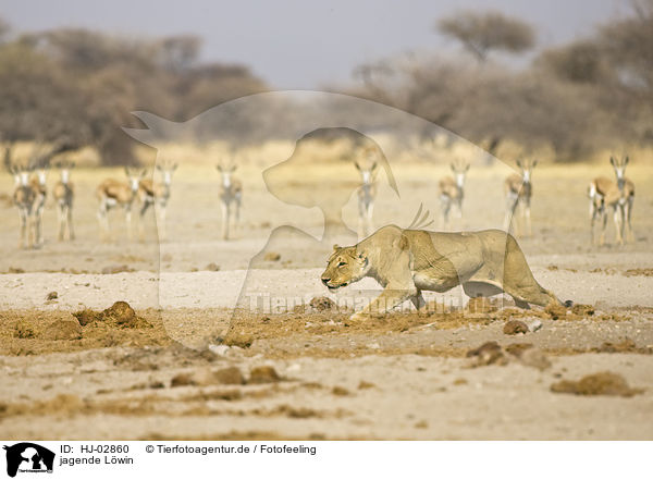 jagende Lwin / hunting lioness / HJ-02860