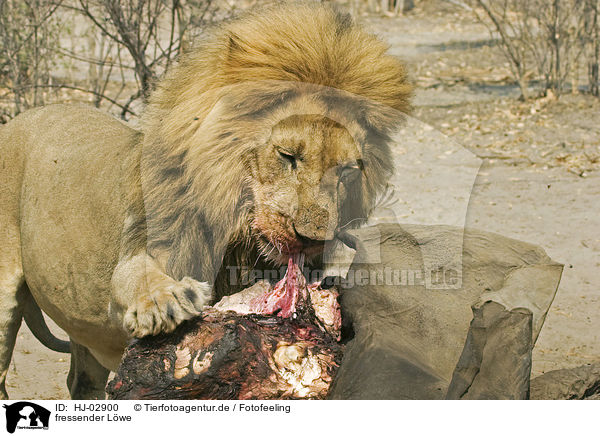 fressender Lwe / eating lion / HJ-02900