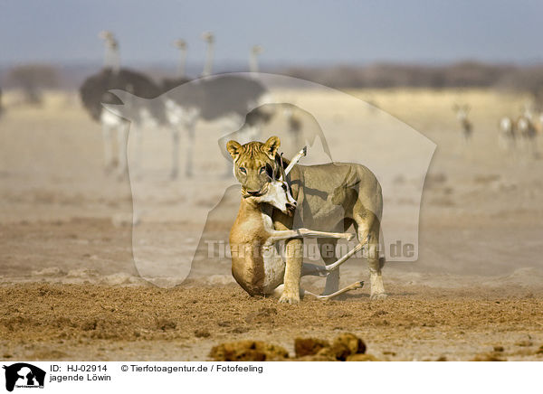 jagende Lwin / hunting lioness / HJ-02914