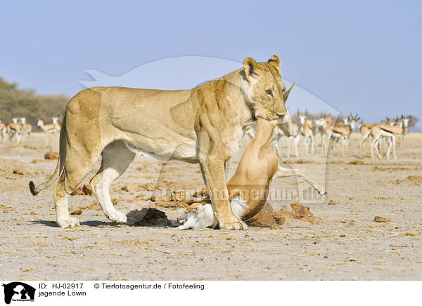 jagende Lwin / hunting lioness / HJ-02917